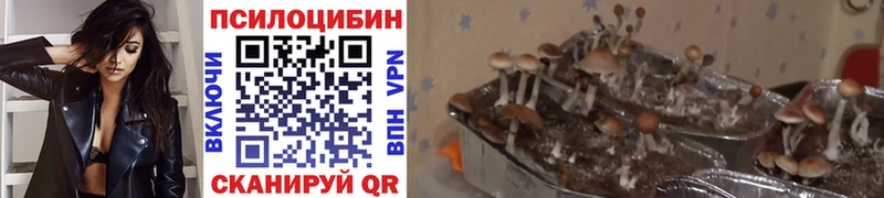 МЕГА tor  Дмитровск  Псилоцибиновые грибы MAGIC MUSHROOMS 